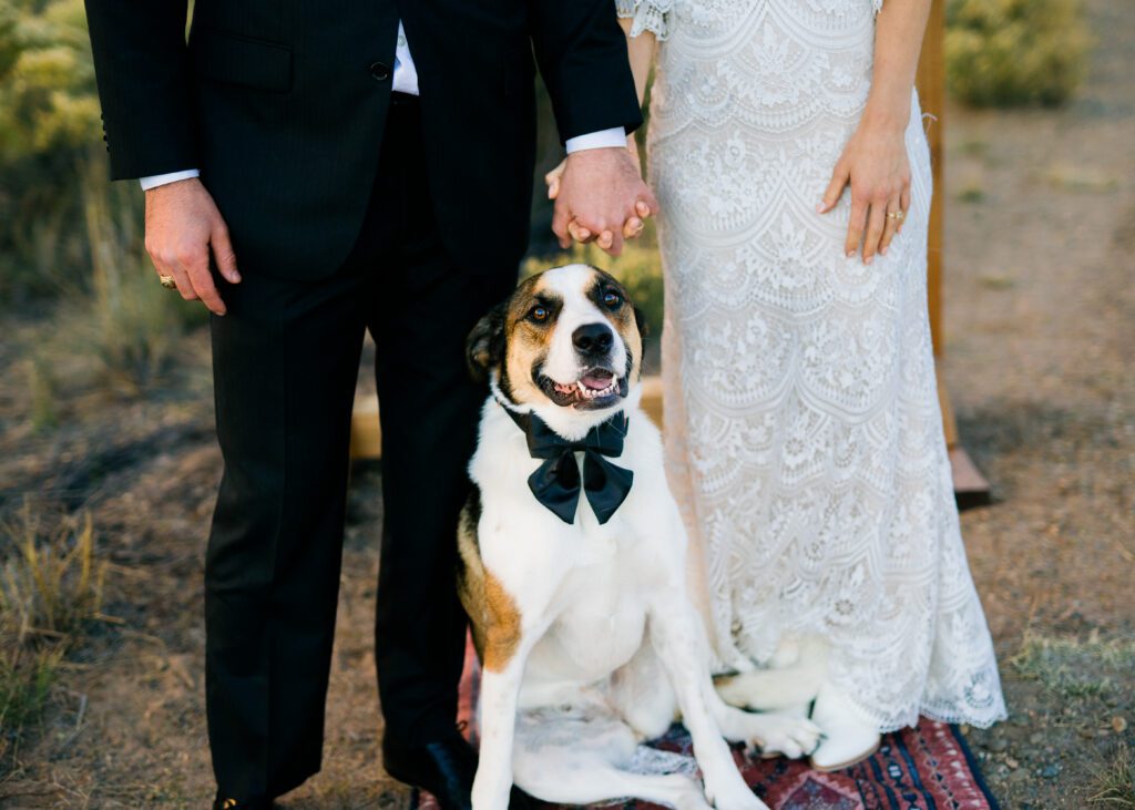 bride and groom holding hands with closeup of dog smiling at the camera during their colorado springs elopement