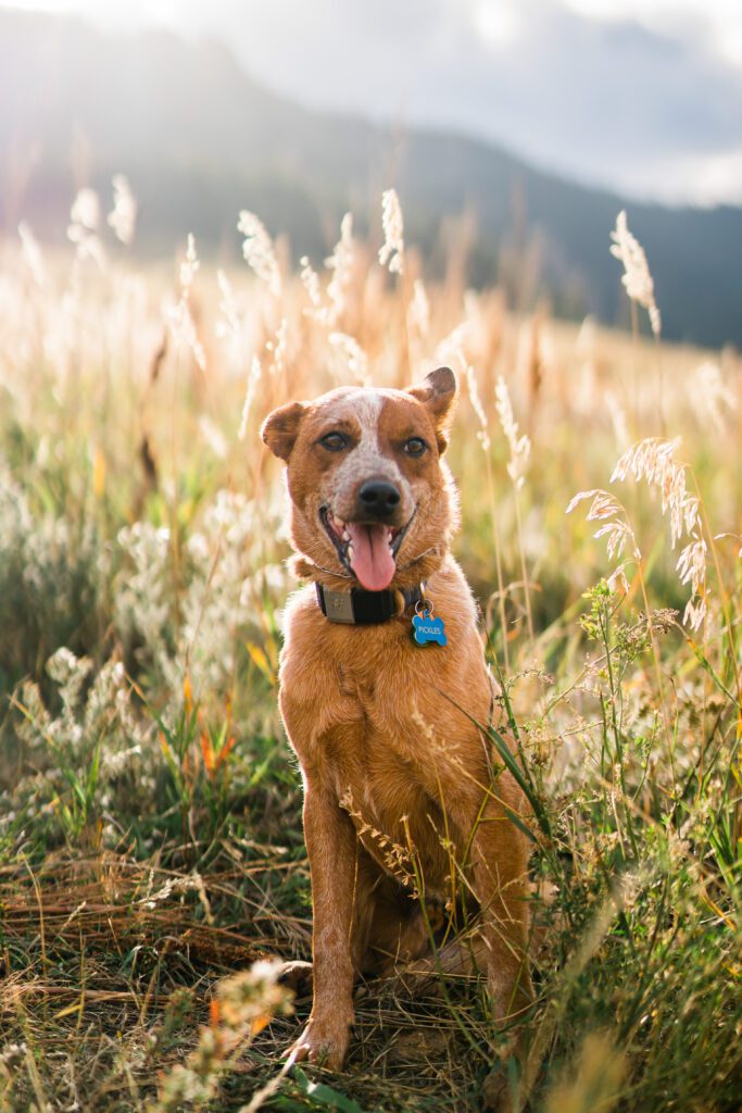 dog sitting in a field during their colorado pet photography photoshoot