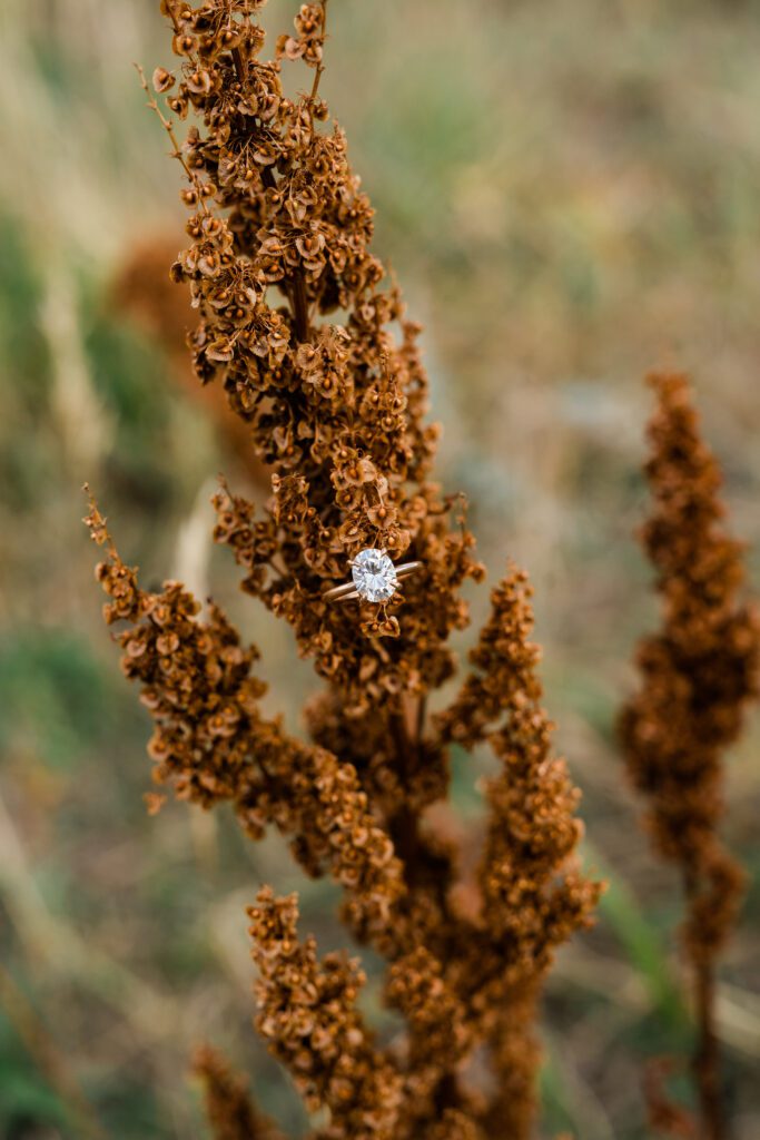 engagement ring on a flower at Chautauqua park in boulder Colorado 