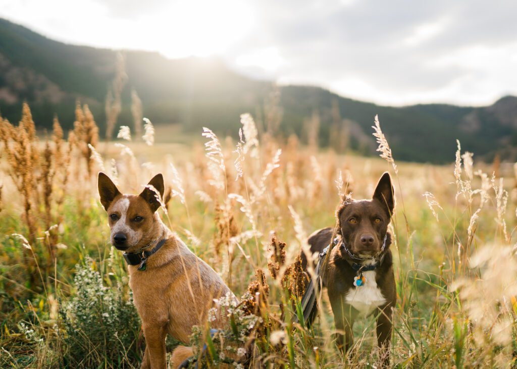 two dogs sitting in a field in boulder colorado during their colorado pet photography photoshoot