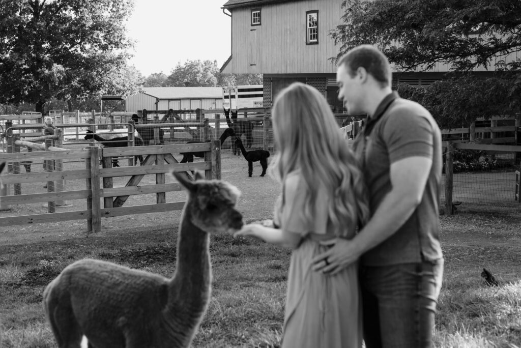 cute couple feeding an alpaca during their couples photoshoot