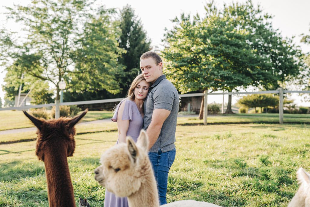 cute couple cuddled up as they watch the alpacas play during their couples photoshoot
