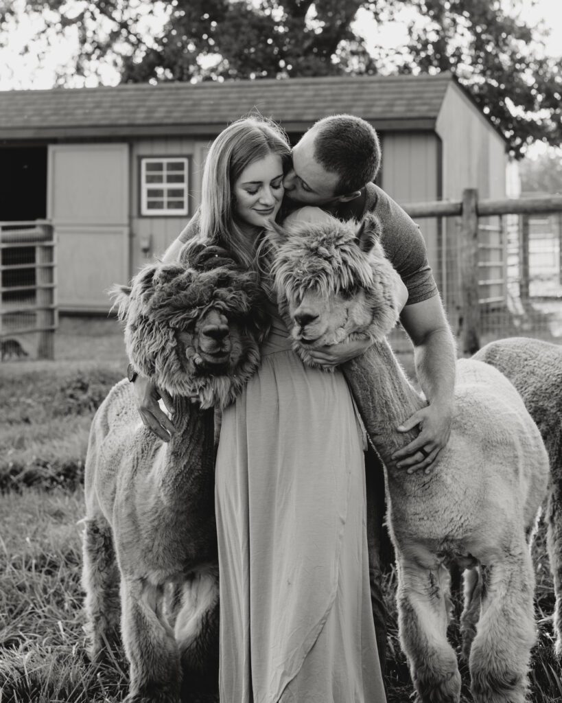 boyfriend kissing his girlfriend as they cuddle up to some alpaca's during their couples photoshoot