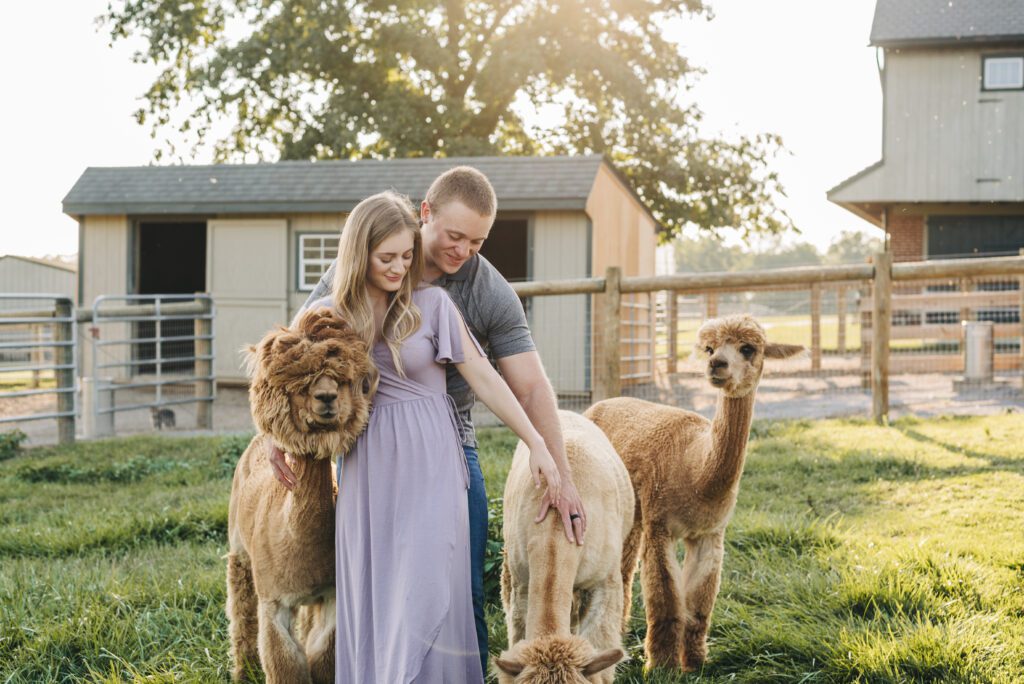 Cute couples photoshoot at an alpaca ranch
