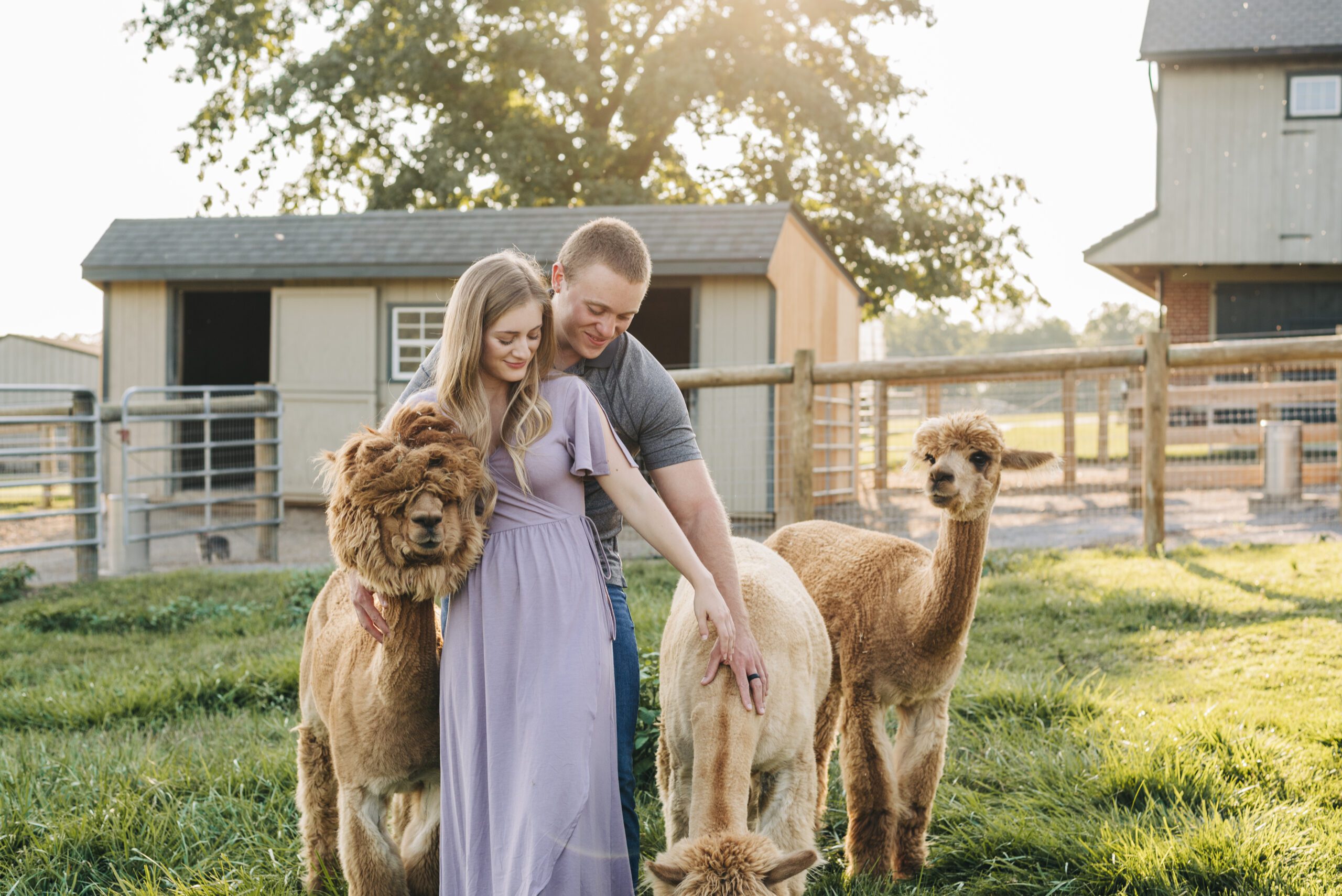 Cute couples photoshoot at an alpaca ranch