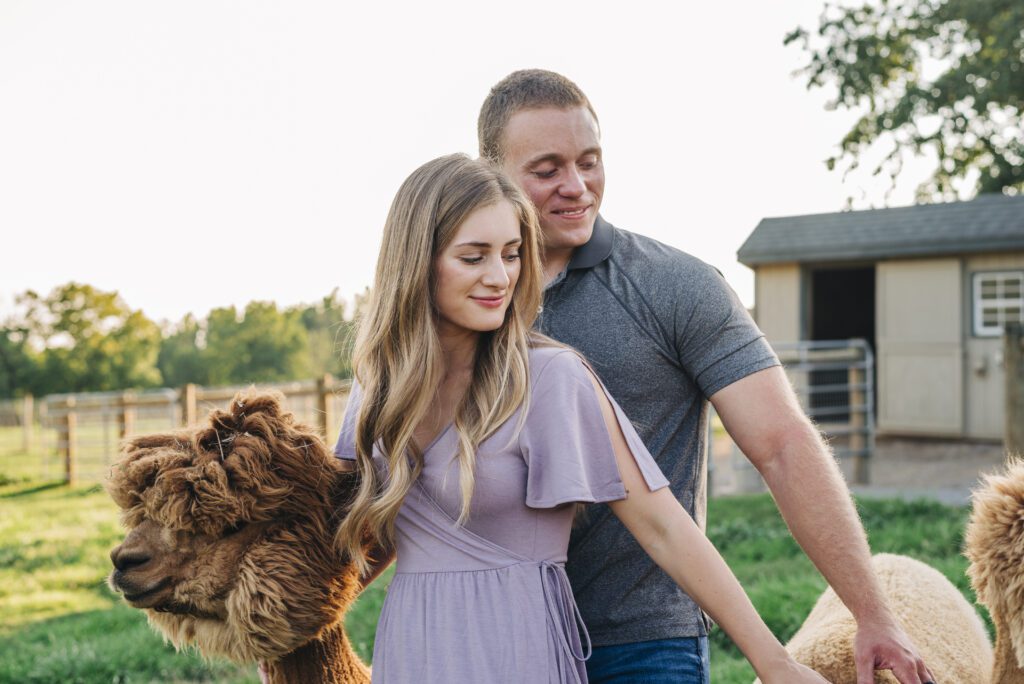 couple petting alpaca's together during their couples photoshoot at an alpaca farm