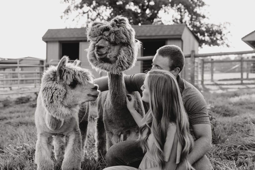 black and white image of couple leaning down to pet an alpaca together during their couples photoshoot