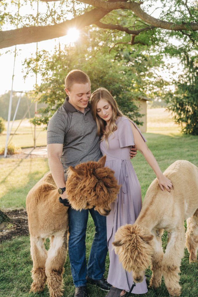 couple snuggled up playing with alpacas together during their couples photoshoot