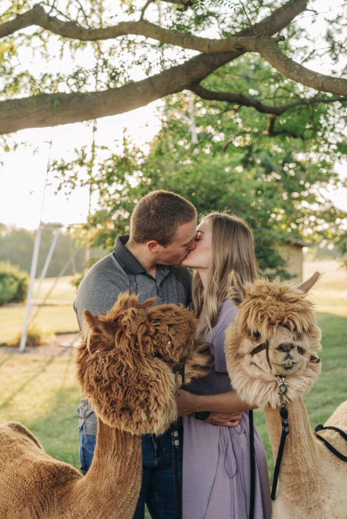 couple kissing while alpacas photobomb during their couples photoshoot
