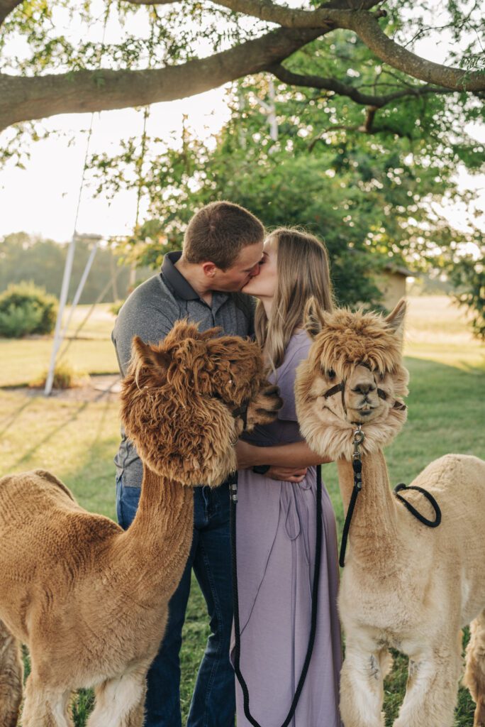 couple kissing while holding alpacas during their couples photoshoot