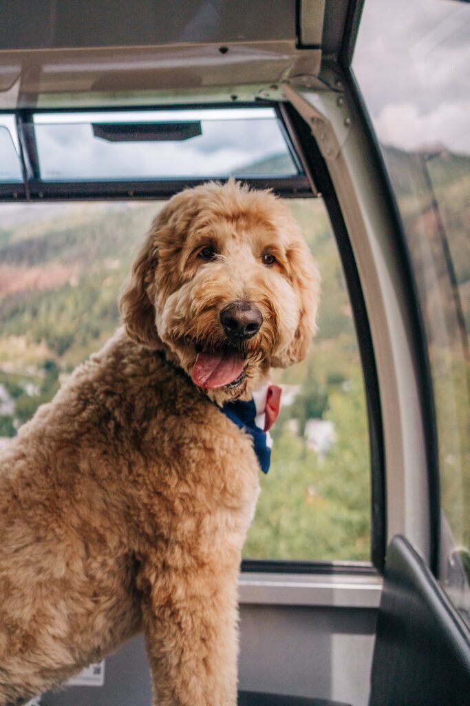 Dog riding the Telluride gondola during his parents Telluride elopement